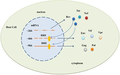 Limited nucleotide changes of HIV-1 subtype B Rev response element in China affect overall Rev-RRE activity and viral replication